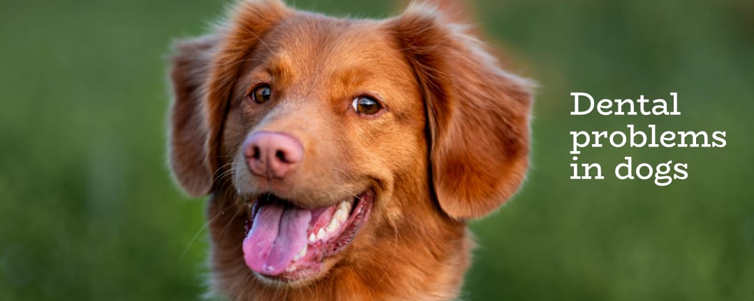 Dental problems in dogs - conditions and treatment